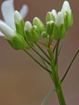 Falcate Orangetip egg